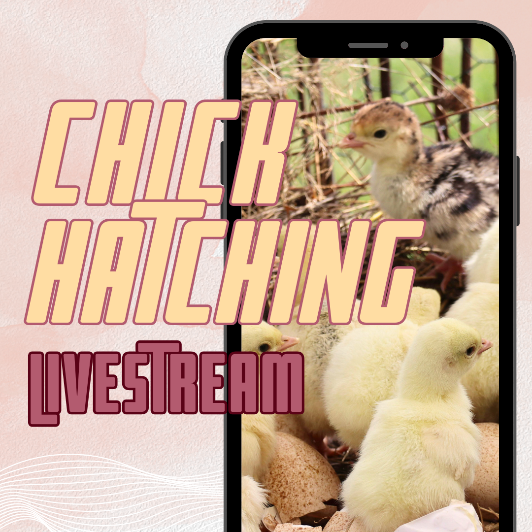 Image of chicks hatching on a phone screen with the words 